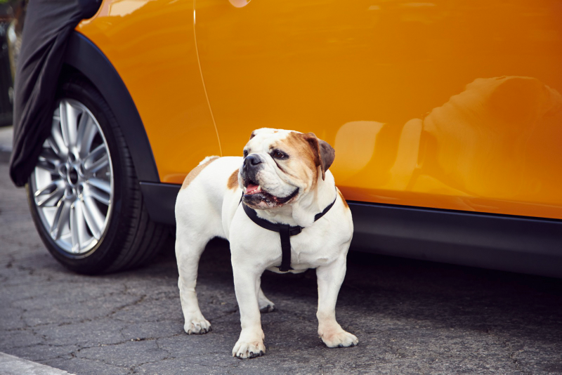 Illustration for article titled The Bulldog Is Back – The New Mini Is Coming